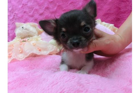 成約済の京都府のチワワ-30069の2枚目