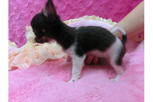 成約済の京都府のチワワ-30069の3枚目