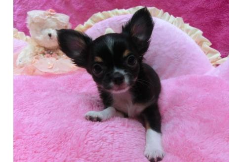 成約済の京都府のチワワ-30070の1枚目