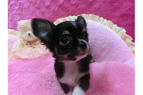 成約済の京都府のチワワ-30070の2枚目