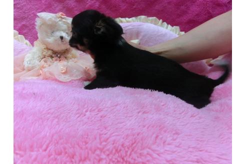 成約済の京都府のチワワ-30070の3枚目