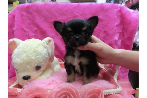 成約済の京都府のチワワ-30071の2枚目