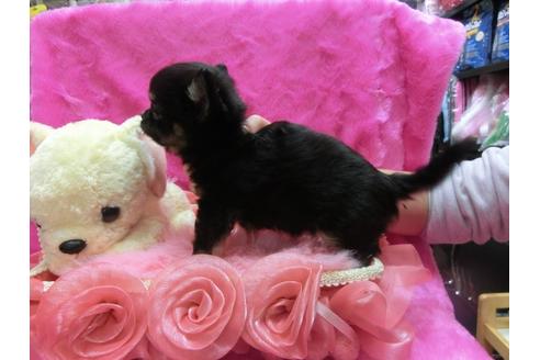 成約済の京都府のチワワ-30071の3枚目