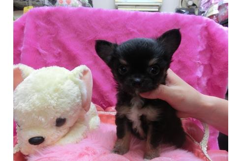 成約済の京都府のチワワ-30071の1枚目