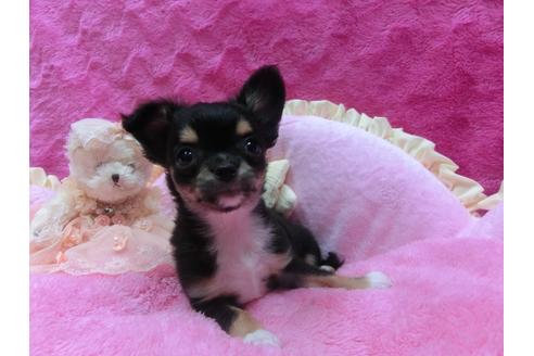 成約済の京都府のチワワ-30072の1枚目