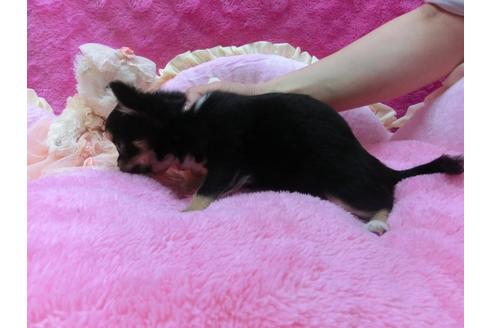 成約済の京都府のチワワ-30072の2枚目