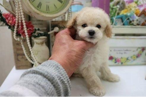 成約済の大阪府のトイプードル-30074の1枚目