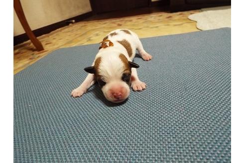 成約済の兵庫県のジャックラッセルテリア-30097の1枚目