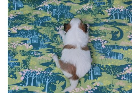 成約済の千葉県のパピヨン-30123の4枚目