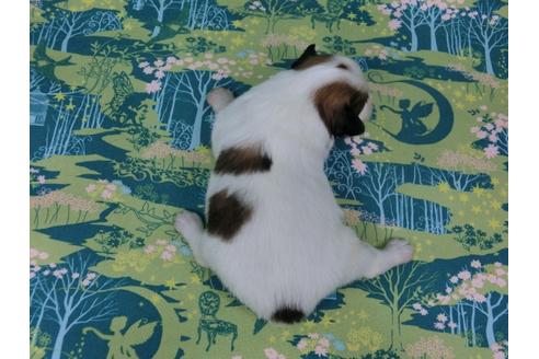 成約済の千葉県のパピヨン-30126の2枚目