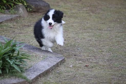 成約済の宮崎県のボーダーコリー-28406の4枚目
