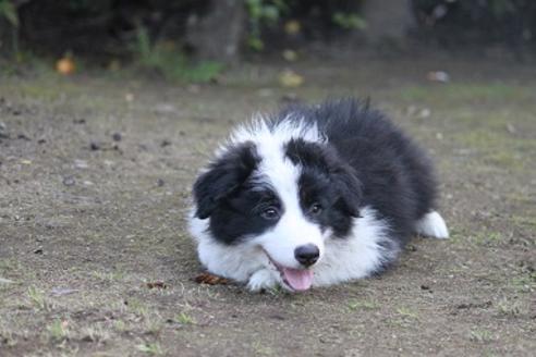 成約済の宮崎県のボーダーコリー-28406の3枚目