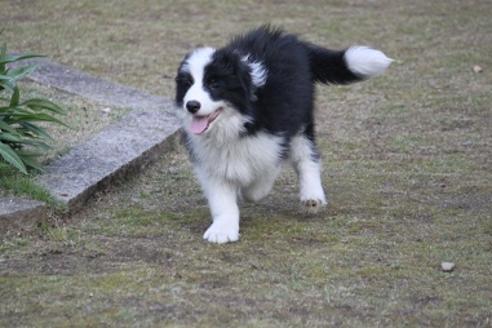 成約済の宮崎県のボーダーコリー-28406の2枚目