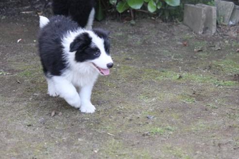 成約済の宮崎県のボーダーコリー-28406の1枚目