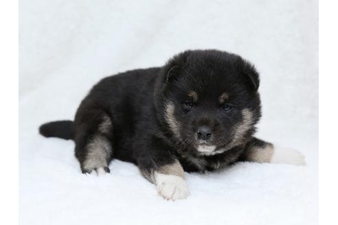 成約済の栃木県の柴犬-30135の1枚目