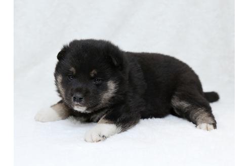 成約済の栃木県の柴犬-30135の2枚目