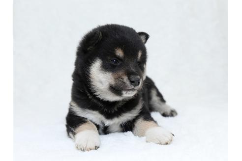 成約済の栃木県の柴犬-30136の1枚目