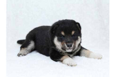 成約済の栃木県の柴犬-30136の2枚目