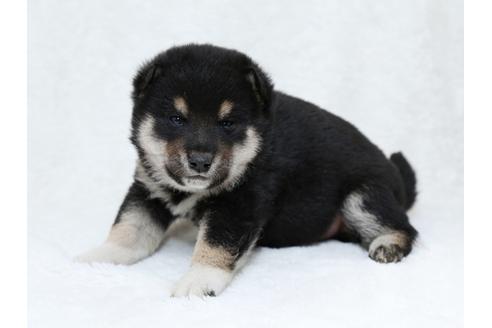 成約済の栃木県の柴犬-30136の3枚目