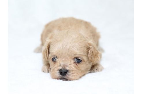 成約済の栃木県のミックス犬-30137の3枚目