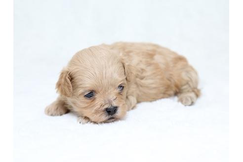 成約済の栃木県のミックス犬-30137の1枚目