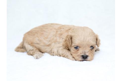 成約済の栃木県のミックス犬-30137の2枚目