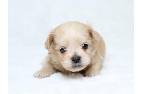 成約済の栃木県のミックス犬-30138の1枚目