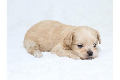 成約済の栃木県のミックス犬-30138の2枚目