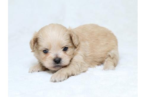 成約済の栃木県のミックス犬-30138の3枚目