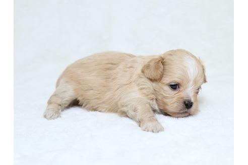 成約済の栃木県のミックス犬-30139の3枚目