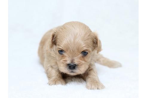 成約済の栃木県のミックス犬-30140の1枚目