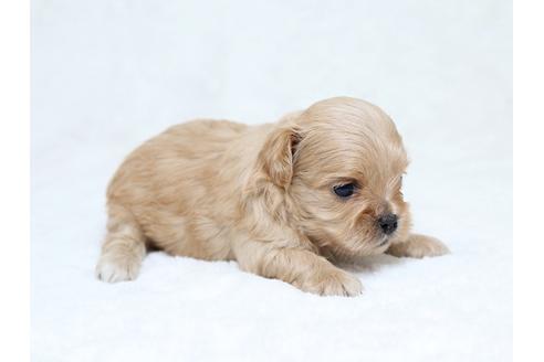 成約済の栃木県のミックス犬-30140の3枚目