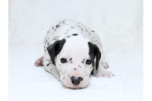 成約済の栃木県のダルメシアン-30141の1枚目