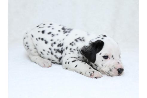 成約済の栃木県のダルメシアン-30141の2枚目