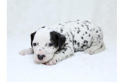 成約済の栃木県のダルメシアン-30141の3枚目