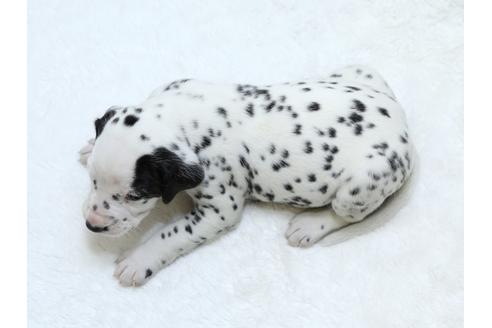 成約済の栃木県のダルメシアン-30141の4枚目