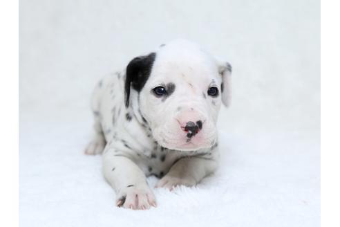 成約済の栃木県のダルメシアン-30142の4枚目