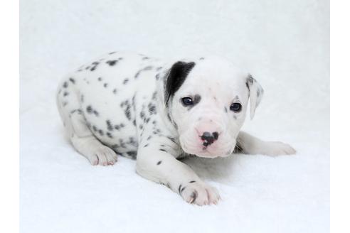 成約済の栃木県のダルメシアン-30142の1枚目