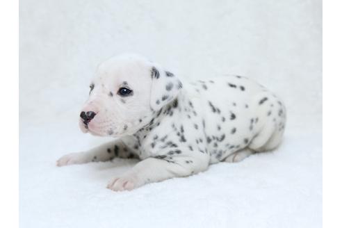 成約済の栃木県のダルメシアン-30142の2枚目