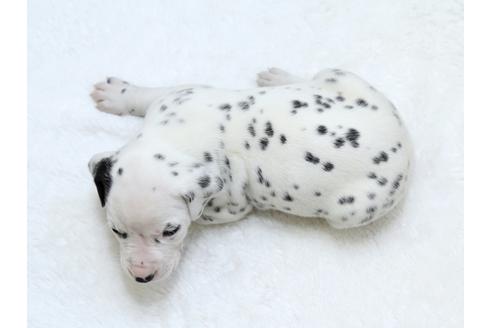 成約済の栃木県のダルメシアン-30142の3枚目