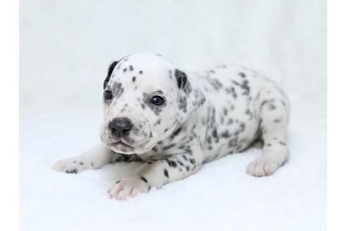 成約済の栃木県のダルメシアン-30143の2枚目