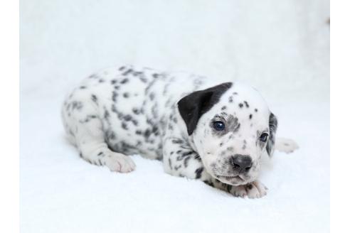 成約済の栃木県のダルメシアン-30143の3枚目