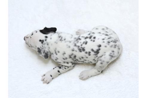 成約済の栃木県のダルメシアン-30143の4枚目