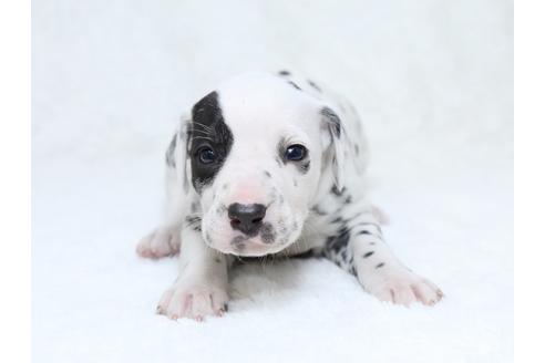 成約済の栃木県のダルメシアン-30144の1枚目