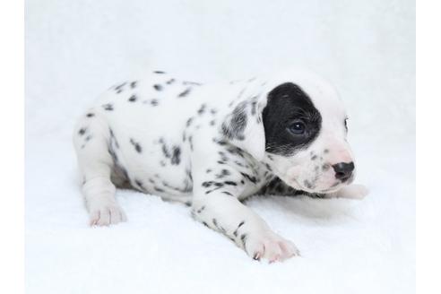 成約済の栃木県のダルメシアン-30144の2枚目