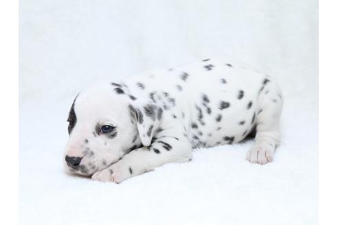 成約済の栃木県のダルメシアン-30144の3枚目