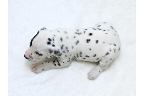 成約済の栃木県のダルメシアン-30144の4枚目