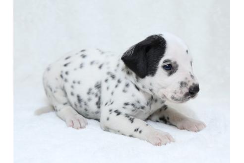 成約済の栃木県のダルメシアン-30145の2枚目