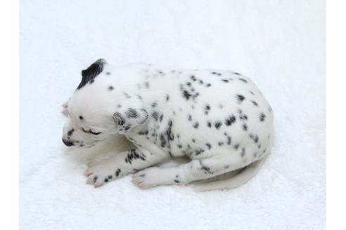 成約済の栃木県のダルメシアン-30145の3枚目