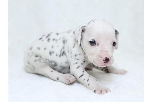 成約済の栃木県のダルメシアン-30146の2枚目